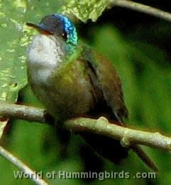 Hummingbird Garden Catalog: Azure-Crowned Hummingbird
